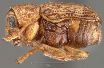 Media type: image; Entomology 8764   Aspect: habitus lateral view